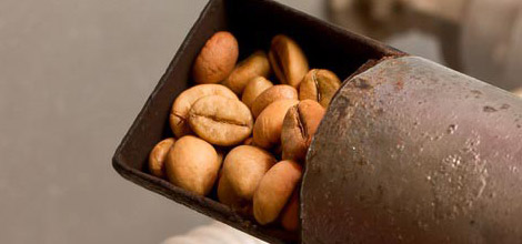 Skrudintos pupelės &ndash; tamsiau paskrudintose pupelėse yra mažiau kofeino