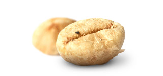 &bdquo;Kopi Luwak&ldquo; kava