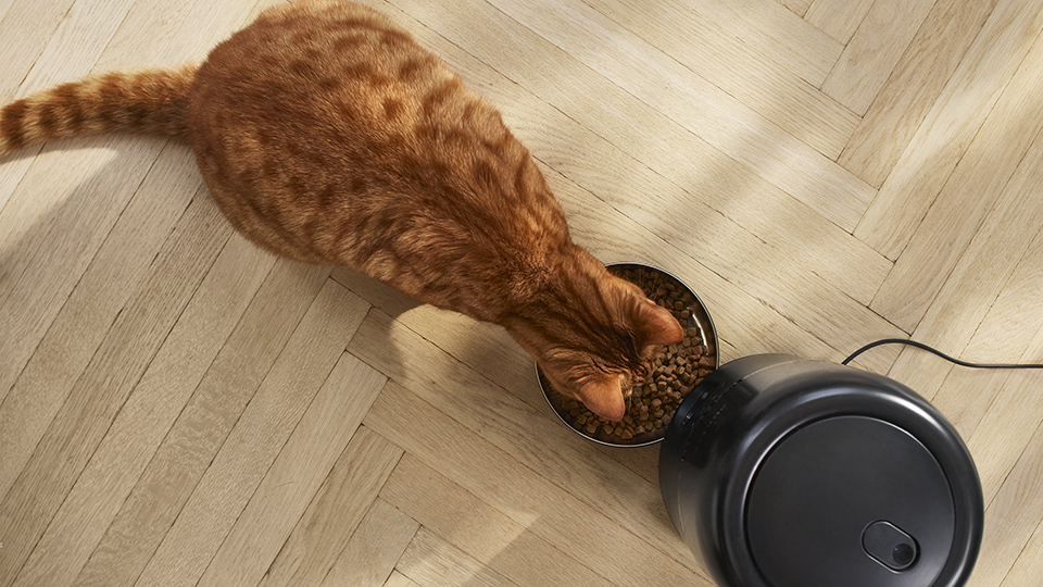 I&scaron;manioji &scaron;ėrykla sukurta taip, kad jūsų katė jaustųsi gerai